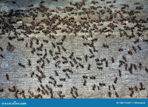 Swarm of ants stock image. Image of environment, pest - 186715391