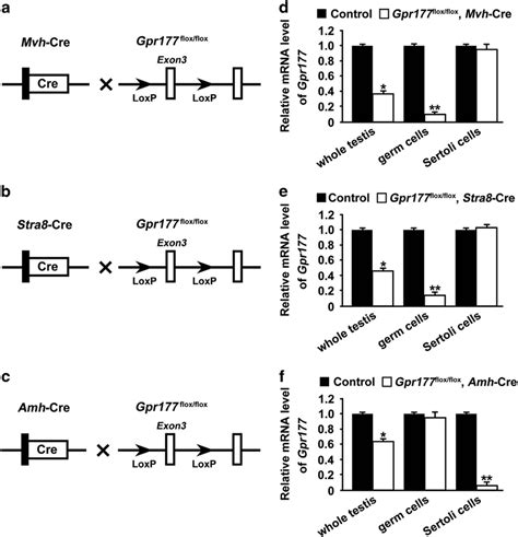 Targeted Disruption Of The Gpr Gene Ac Hybrid Scheme Used To