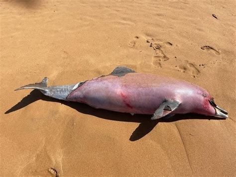 A Gazeta Golfinho é encontrado morto em praia na Serra