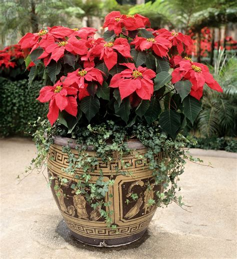 Poinsettia Cultiver Et Entretenir Ooreka