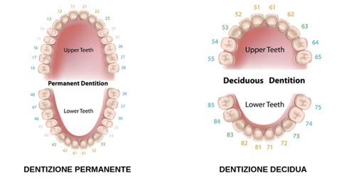 Sai Quanti E Quali Sono I Denti Melillo Studio