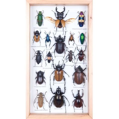 Mounted Tropical Insects Entomology Collection Framed Taxidermy