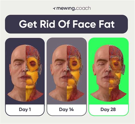 Very Low Body Fat Face Store