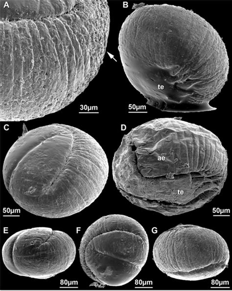 holotype cpc   detail   holotype exhibiting