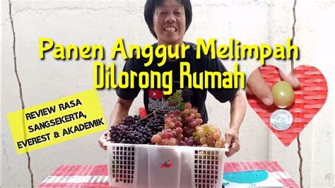 Panen Anggur Melimpah Dilorong Rumah Youtube