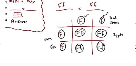 Complete Dominance Mendelian Genetics Worksheet