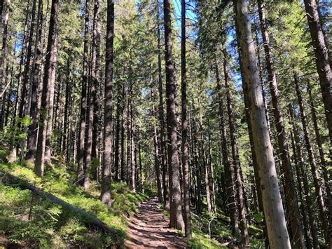 Premium Photo Forest Trail Scene Woodland Path