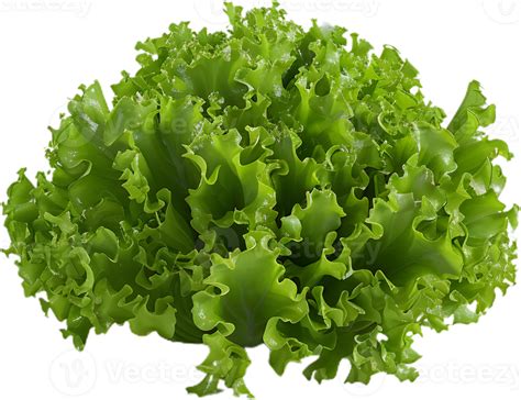 Lettuce Transparent Background 46438294 Png