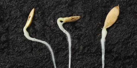 Cucumber Plant Growth Stages Life Cycle