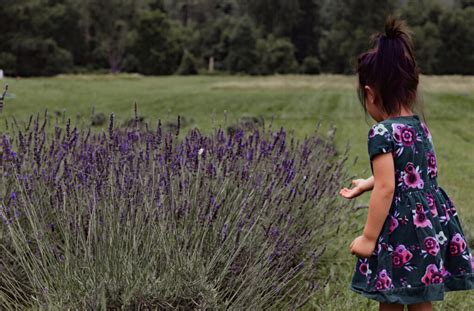 10 Relaxing Lavender Farms In New Jersey