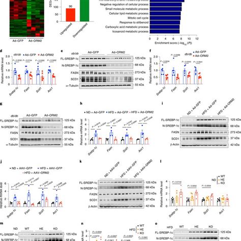 Both Orm Ko Male And Female Mice Exhibited Hepatic Tg Accumulation