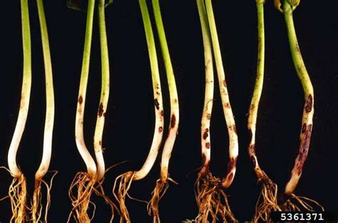 Rhizoctonia Pathogen A Major Bane To Beans Growing Produce