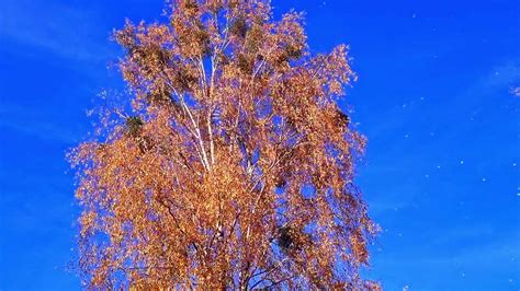 Slow motion footage of the leaf fall from colorful autumn trees. Season ...