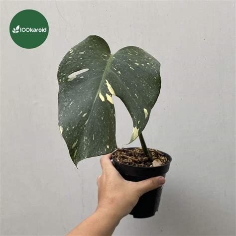 Tanaman Hias Monstera Thai Constellation Monstera Monthai Japan Lab