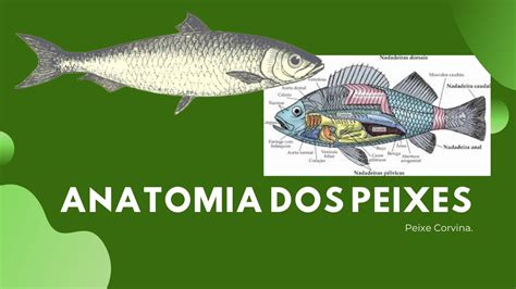 Anatomia Dos Peixes Peixe Corvina Medicina Veterin Ria Youtube