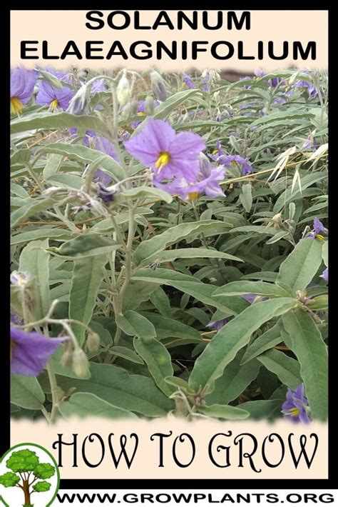 Solanum elaeagnifolium - How to grow & care