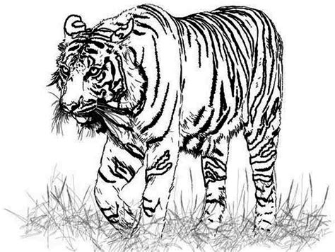 Bengal Tiger Coloring Page At Getcolorings Free Printable