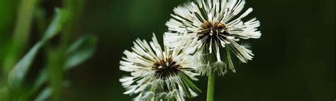 Best Broadleaf Weed Killer For Lawns Jonathan Green