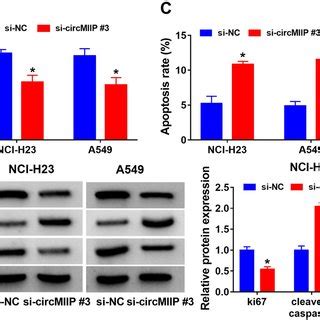 Hsa Circ Inhibits Proliferation And Migration And Promotes