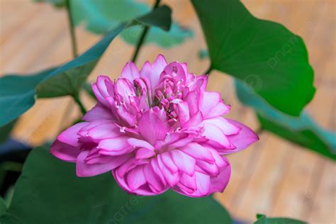 Fondo De Hoja Verde Flor De Loto Rosa E Imagen Para Descarga Gratuita