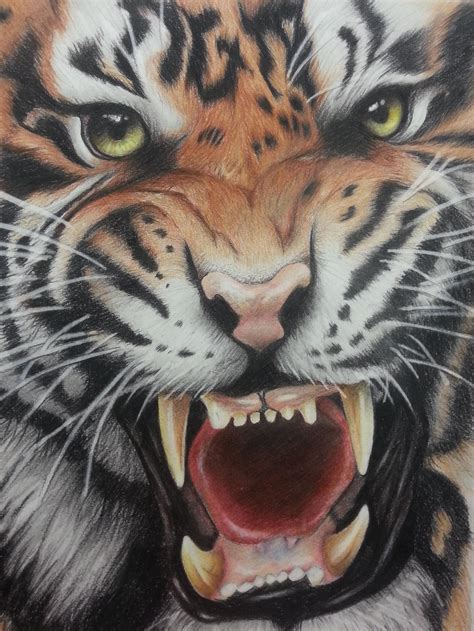 Colored Pencil Tiger By Mattmayers8 On Deviantart