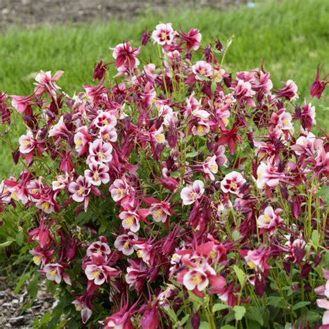 Aquilegia Earlybird Red White Pas Walters Gardens Inc