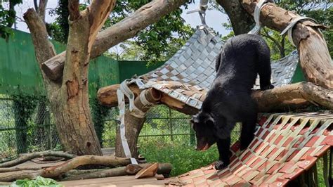 六福村保育員打造動物樂園 台灣黑熊「爬床」超萌 旅遊 中時