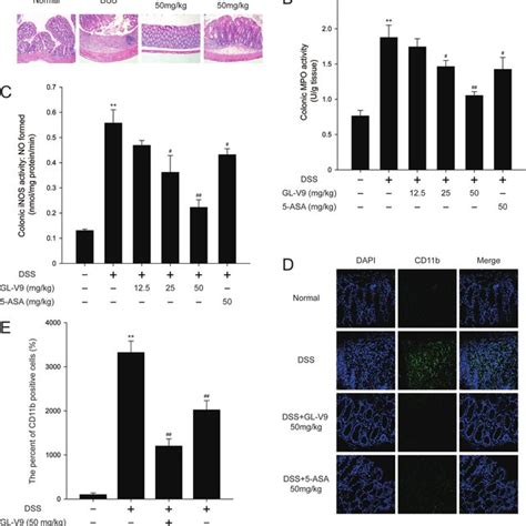 252 Schematic Representation Of Dss Induced Colitis Download