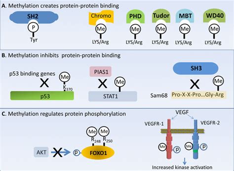 Outline Of Arglys Methylation In Proteinprotein Interaction And