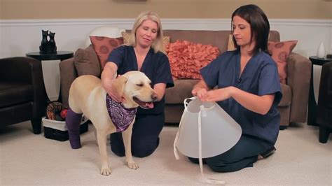 Veterinary Bandages Home Care Youtube