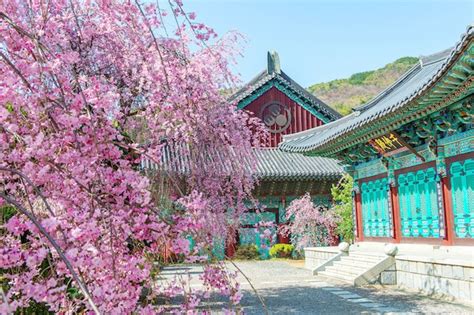 Lokasi mengejar Cherry Blossoms di Korea | Jeju Muslim Travel