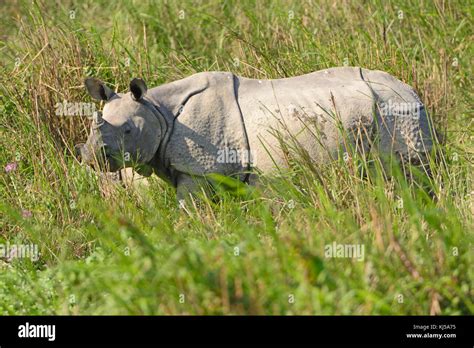 Indian Rhino In The Grasslands Of Kaziranga National Park In India