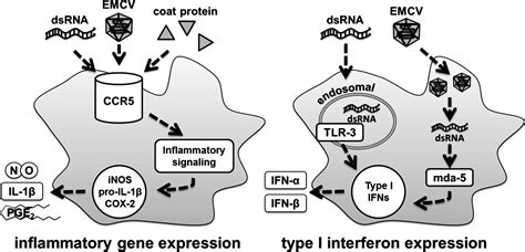 Ccr5 Is A Required Signaling Receptor For Macrophage Expression Of