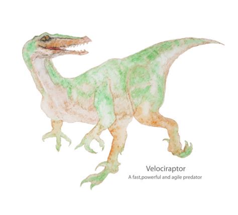 Picture Of Velociraptor Illustrations Royalty Free Vector Graphics