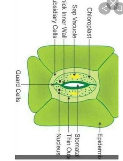 Draw The Diagram Of Stomata Label And Write Its Function Brainly In