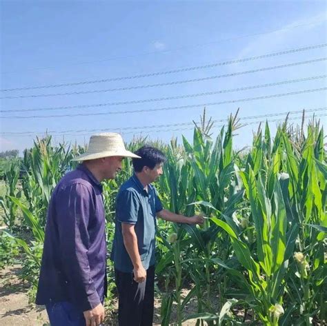 怀远县：农技人员深入田间地头 指导农户科学抗旱保苗高温作物单永厂