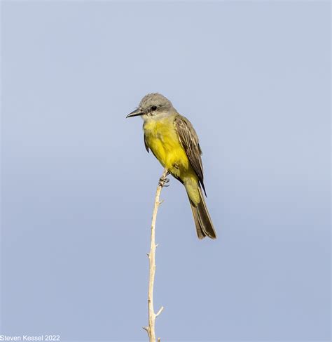 Cassins Kingbird Vs Western Kingbird