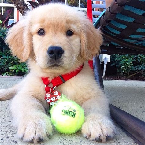 5118 best images about Golden Retriever Love on Pinterest | Puppys ...