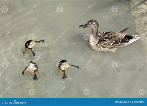 Mama Duck And Babies Swimming Stock Photography - Image: 22251252