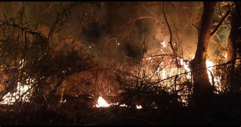 Incendio Devastador En Santa Catarina Consume Muchos árboles De Nogal