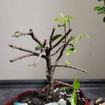 Dwarf Mini Weeping Cherry Bonsai Tree That Flowers 3x a Year and Fruits 3x a Year. Yes You Can ...