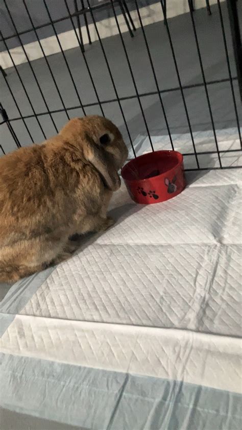 There’s Something So Cute About Bunnies Drinking Water Lol R Rabbits