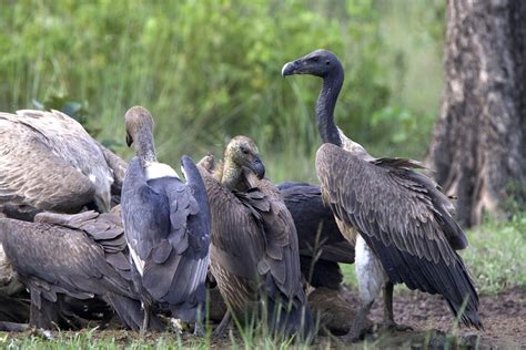 Cambodia Boasts Biodiversity Richness Khmer Times 44 Off