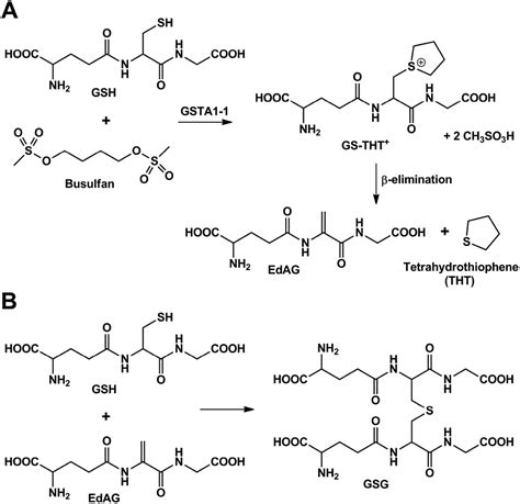 Busulfan Mechanism Of Action