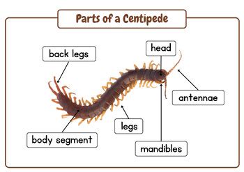 Animal Anatomy - Label the Parts of Centipede: Posters & Worksheets