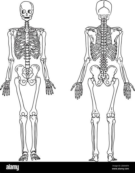 Illustration Vector Hand Draw Doodles Of Human Skeleton From The