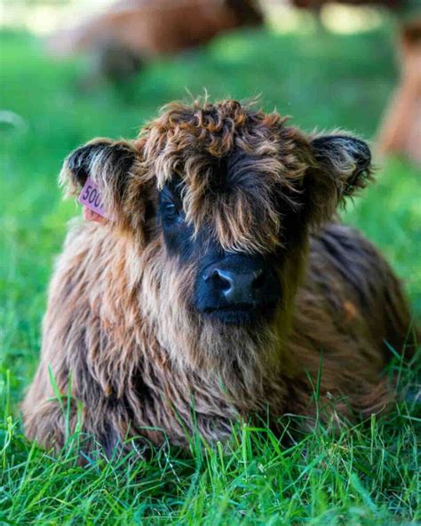 How To Raise Mini Highland Cows A Comprehensive Guide For Beginners