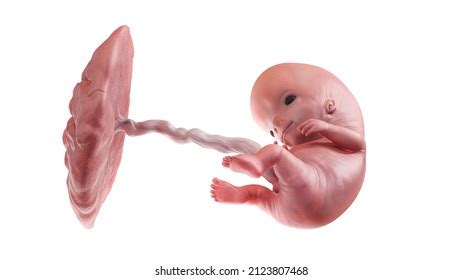 Embryo Human Development Fetus Body Unborn Stock Illustration ...