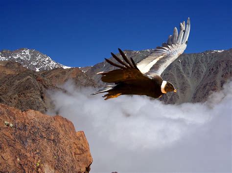 Cordon del Plata mountain range. Central America, South America, Condor ...