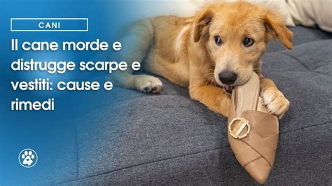 Il Cane Morde E Distrugge Scarpe E Vestiti Cause E Rimedi